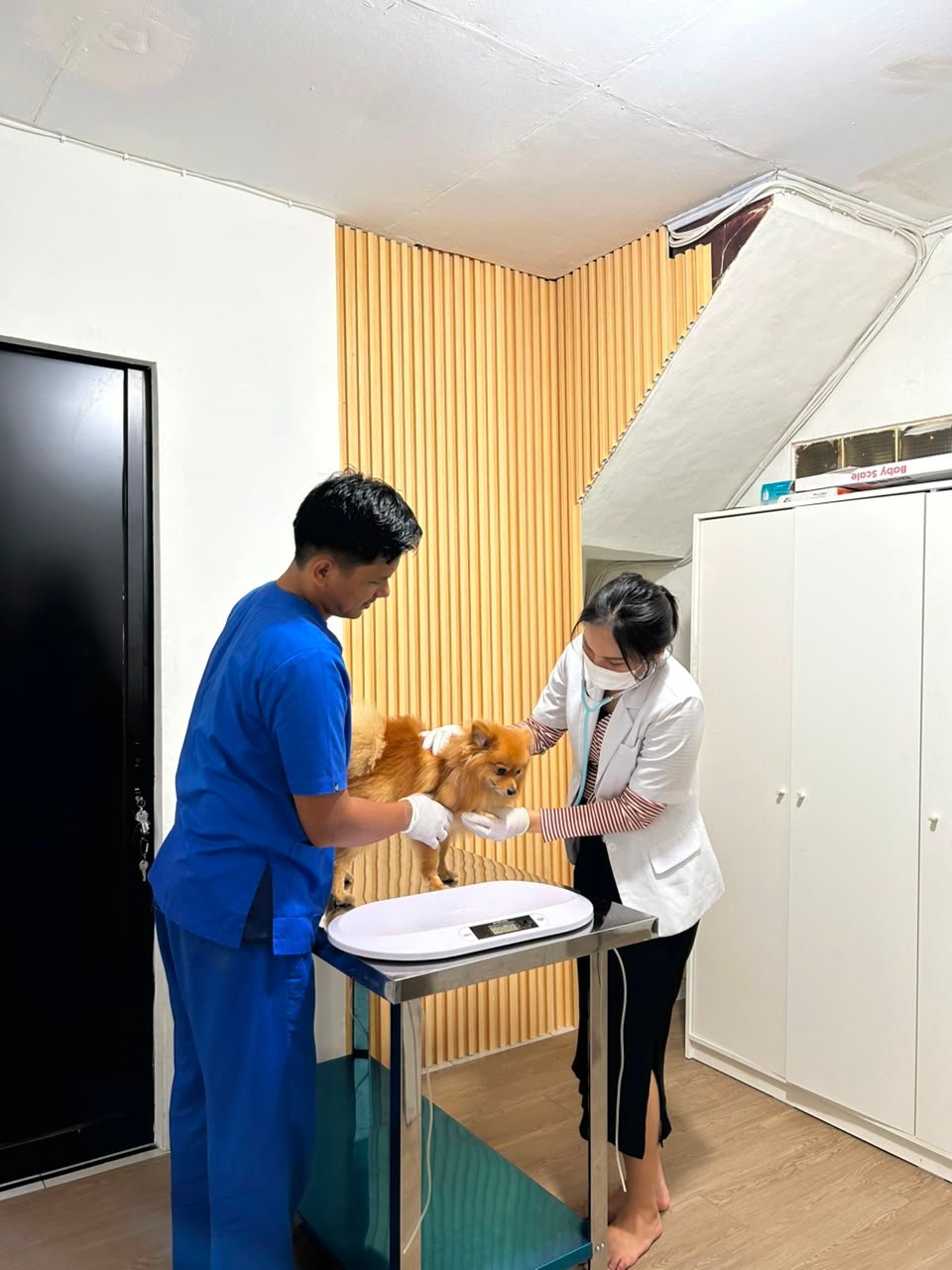 Dokter hewan Avora Vet Clinic memeriksa pasien